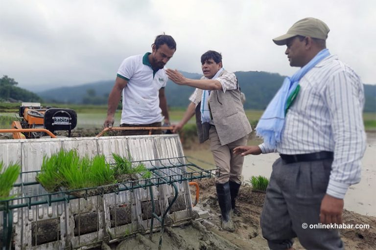 धान दिवसमा उदयपुर पुगेर कृषि मन्त्रीले गरे चक्लाबन्दी खेतीको उद्घाटन