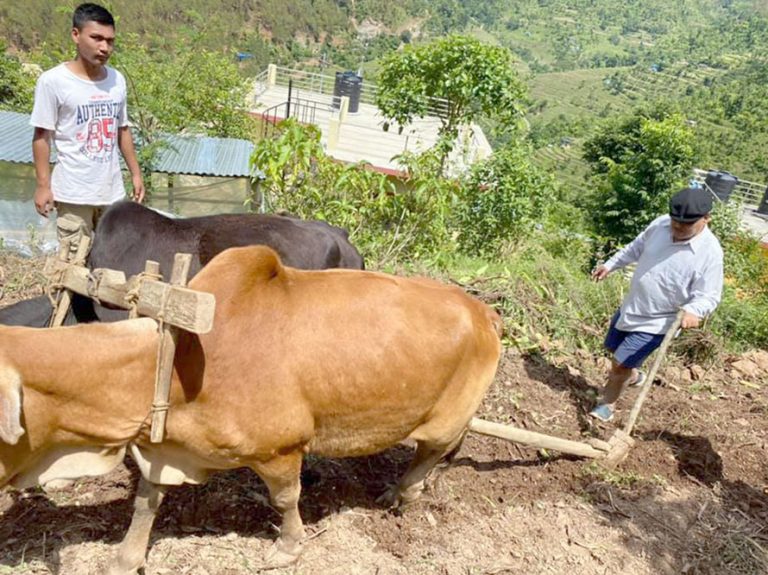 खेतीपातीमा व्यस्त पूर्वसभामुख महरा
