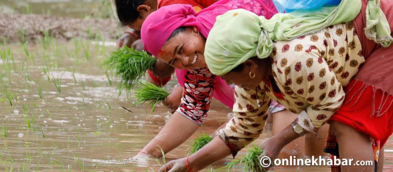 काठमाडौं उपत्यकामा सुरु भयो रोपाईं [ फोटो फिचर ]