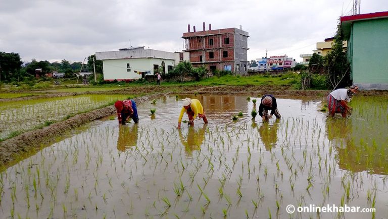 तिलोत्तमामा बाँझो रहने खेतमा धमाधम रोपाइँ