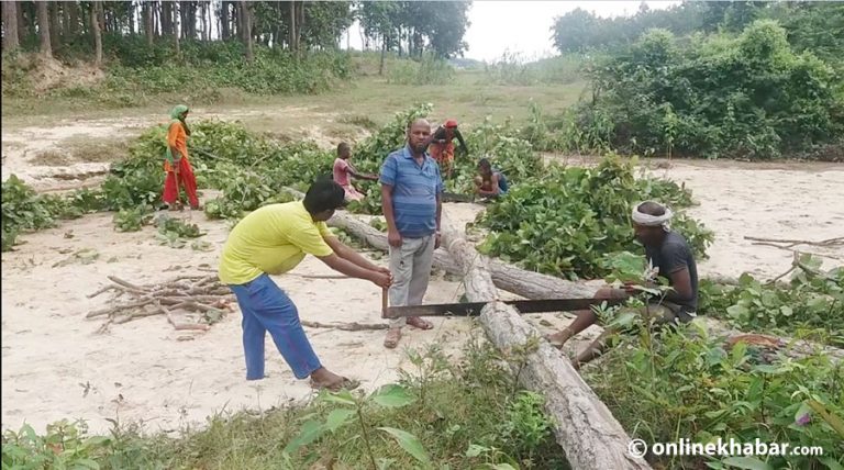 सप्तरीमा धमाधम ढालिँदैछन् सालका रूख, बालुवामा लुकाएर रातारात निकासी