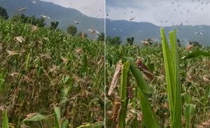 आधा घण्टामै सक्यो सलहले देउखुरी क्षेत्रको मकै