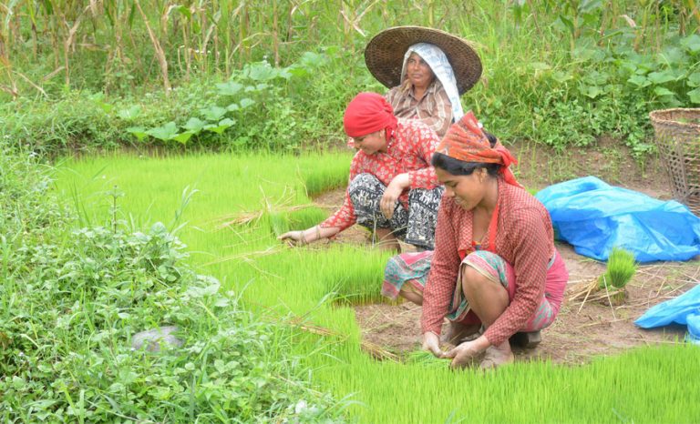 १७ वर्षपछि भएन पोखरामा रोपाइँ महोत्सव
