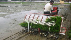 घट्दै धान खेती क्षेत्र, प्रविधिले बढ्दै उत्पादन  