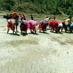 जुम्ली मार्सीको रोपाइँमा व्यस्त छन् किसान
