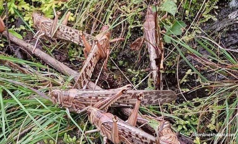 बारपाकमा देखियो सलह, पाल्पाबाट स्याङ्जा र लमजुङ हुँदै आएको अनुमान