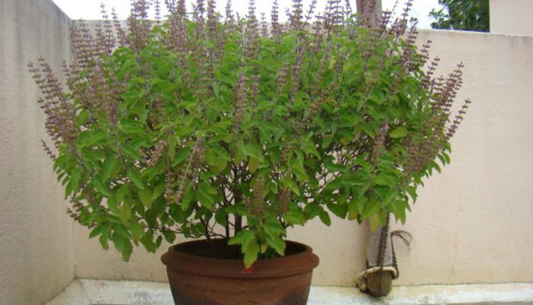बहुउपयोगी वनस्पति तुलसी : घरेलु ओखतीदेखि वायु शुद्धीकरणसम्म