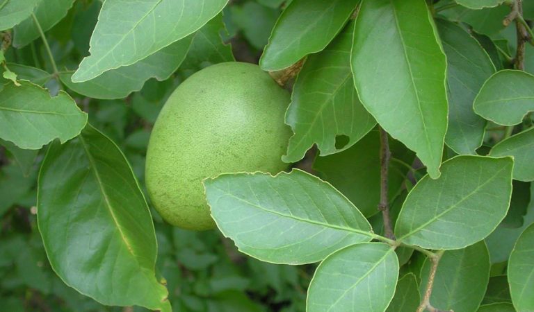 शिवलिंगमा चढाइने बेलपत्रको औषधिय महत्व