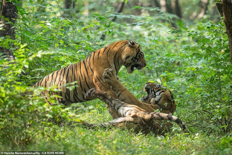 बाघ गणना पनि यसै वर्ष, आवश्यक २ करोड, सरकारले छुट्यायो २० लाख
