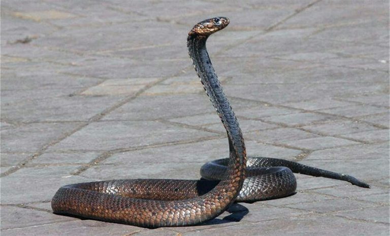 नागदहमा नागपञ्चमी मेला नलाग्ने