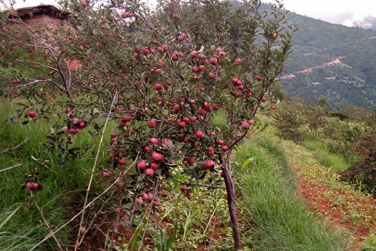 मुस्ताङमा स्याउको उत्पादन बढ्यो