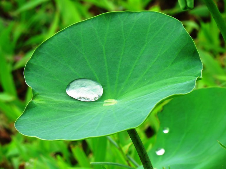 विदुर नीति : जीवनोपयोगी छन् यी कुराहरु