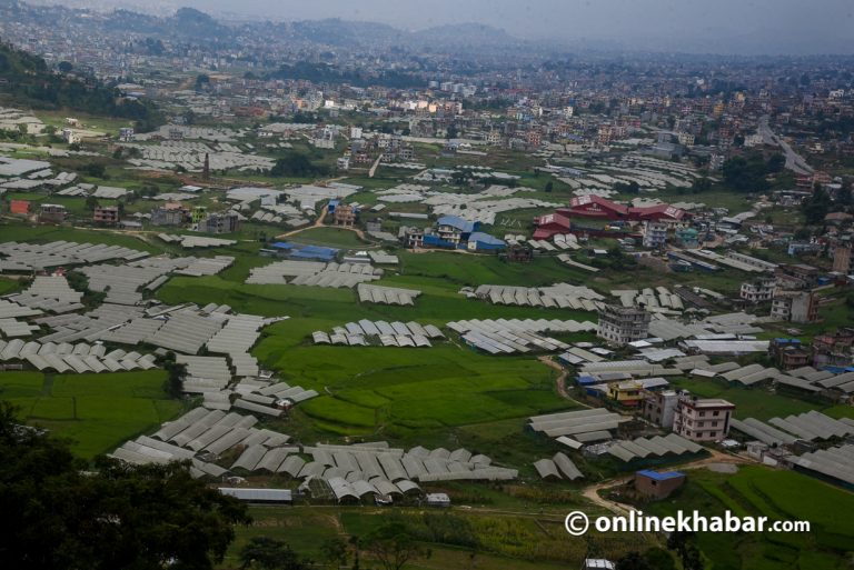 जग्गाको वर्गीकरणमा स्थानीय सरकारको बदमासी : काठमाडौंमा रहेन कृषि क्षेत्र