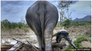 झापामा हात्तीको आक्रमणबाट एकजनाको मृत्यु