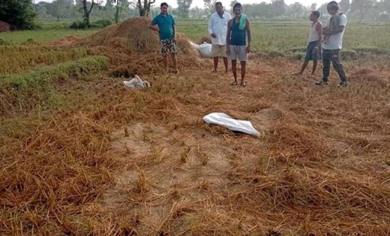 ठोरीमा जंगली हात्तीको आत‌ंक, धानबालीमा क्षति  