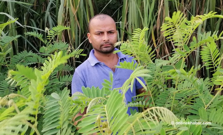 वर्षमा करोडको घाँस बेच्ने किसान, भन्छन्– सरकारी अनुदान चाहिँदैन