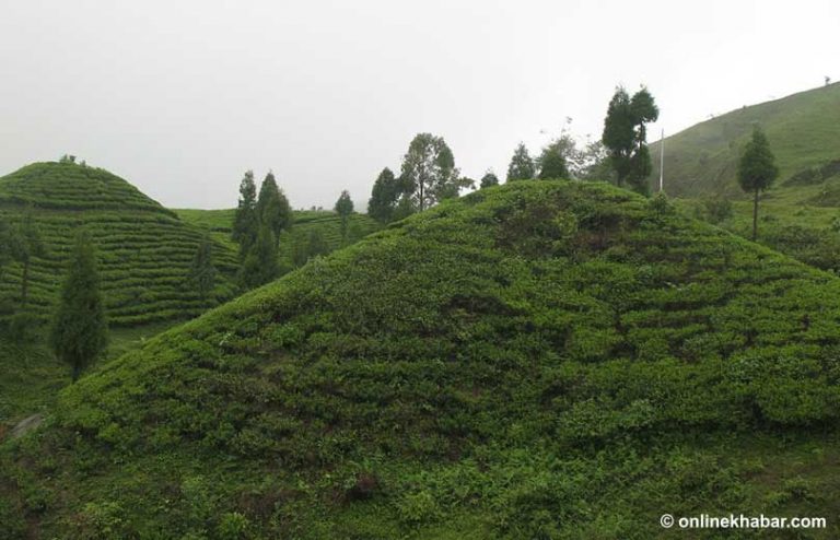 चियाको आम्दानी १४७ प्रतिशतले वृद्धि, सुध्रिएन अलैंची