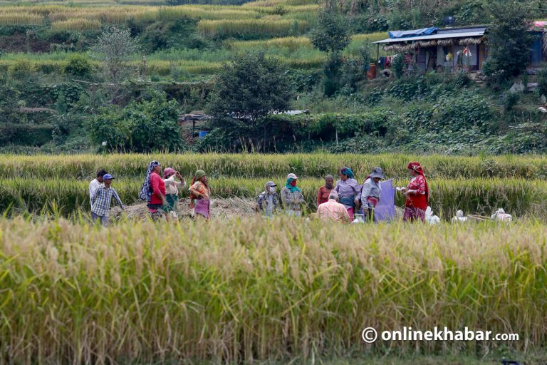 खाद्यान्न उत्पादन र उत्पादकत्व दुवै घट्यो