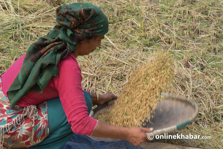 तिलोत्तमामा धानको समर्थन मूल्य कार्यान्वयन