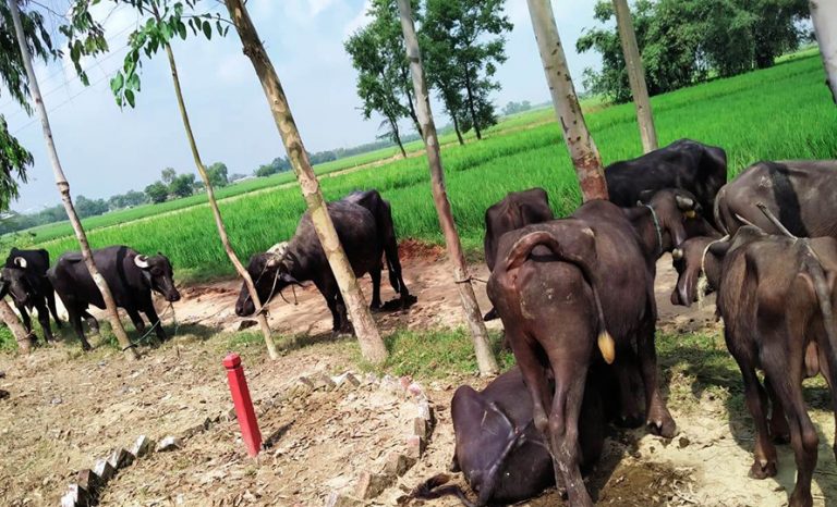 भन्सार छलेर ल्याइएका १२ वटा भैंसीसहित दुई जना पक्राउ