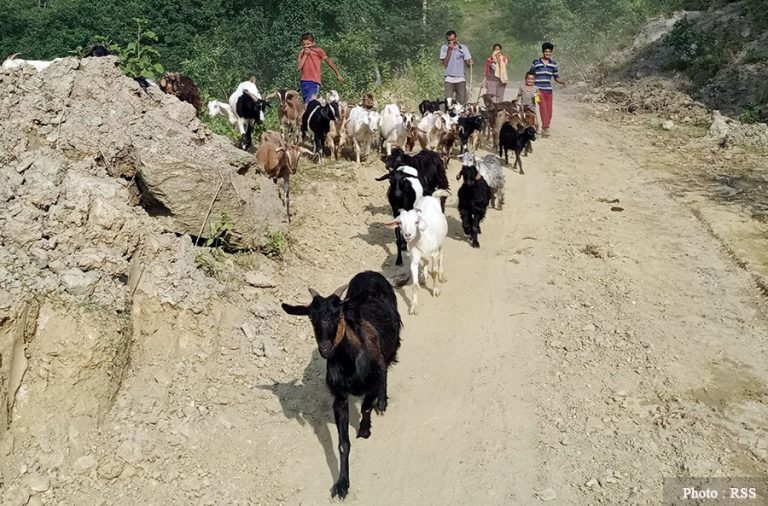 दसैंबजारमा कोरोनाको असर : गाउँमा खसी बिकेन, शहरमा व्यापार जागेन