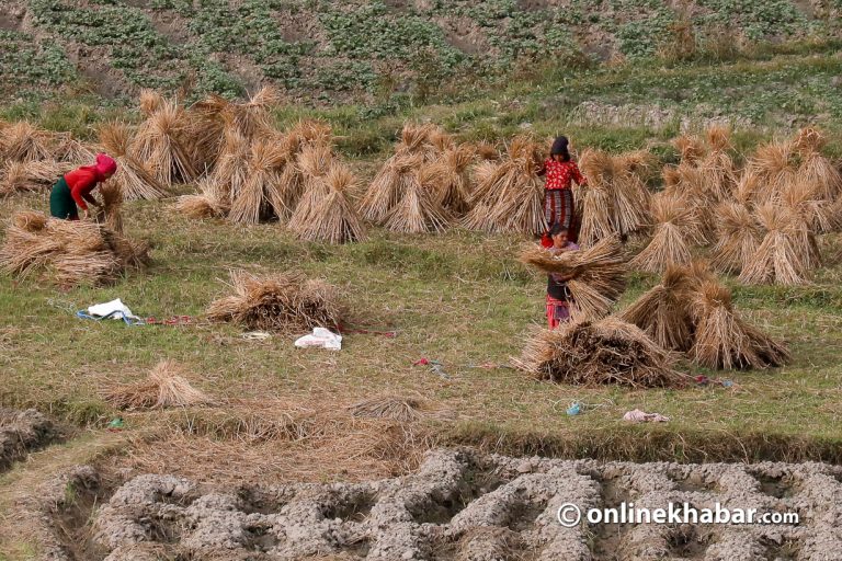 काठमाडौं किसानलाई धान भित्र्याएपछि आलुखेतीको चटारो (फोटो फिचर)