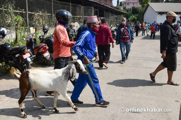 खसीबोका बेच्न काठमाडौं आउने किसान घटे