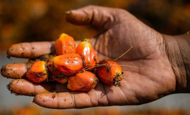 मलेसियाली पाम तेलको आयातमा अमेरिकाको प्रतिबन्ध