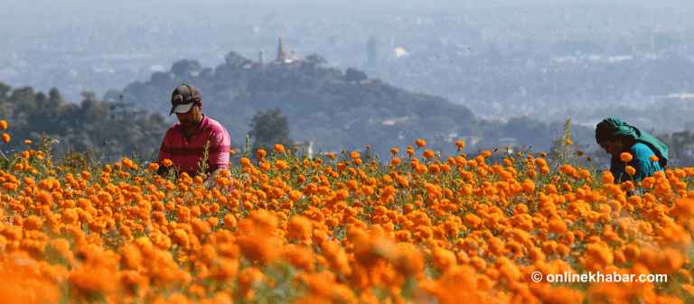 फूलले ढाकिएको इचंगुनारायण (फोटो फिचर)