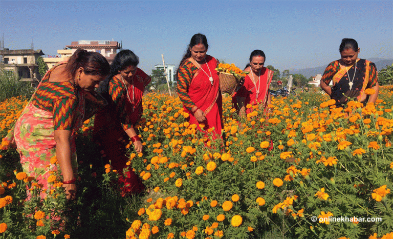 लुम्बिनी प्रदेशमा व्यावसायिक फूल खेती बढ्दै
