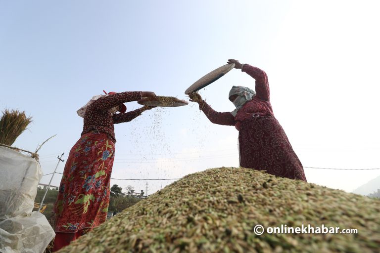 खोकनावासीले प्रहरी अवरोधबीच रोपेको धान भित्र्याए