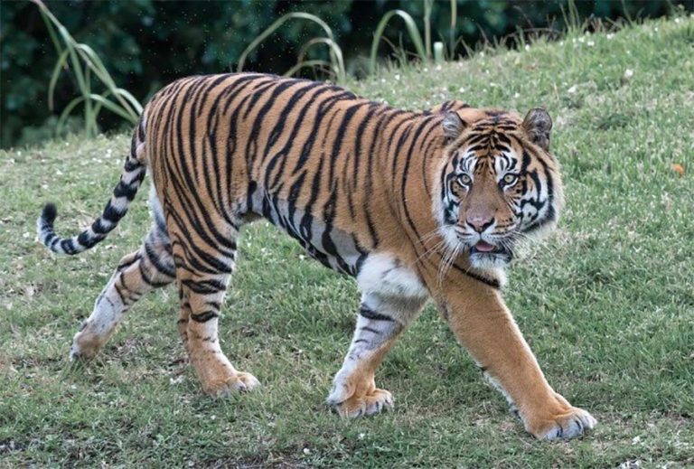 चितवन राष्ट्रिय निकुञ्जमा अब सहजै पाटे बाघ देख्न पाइने