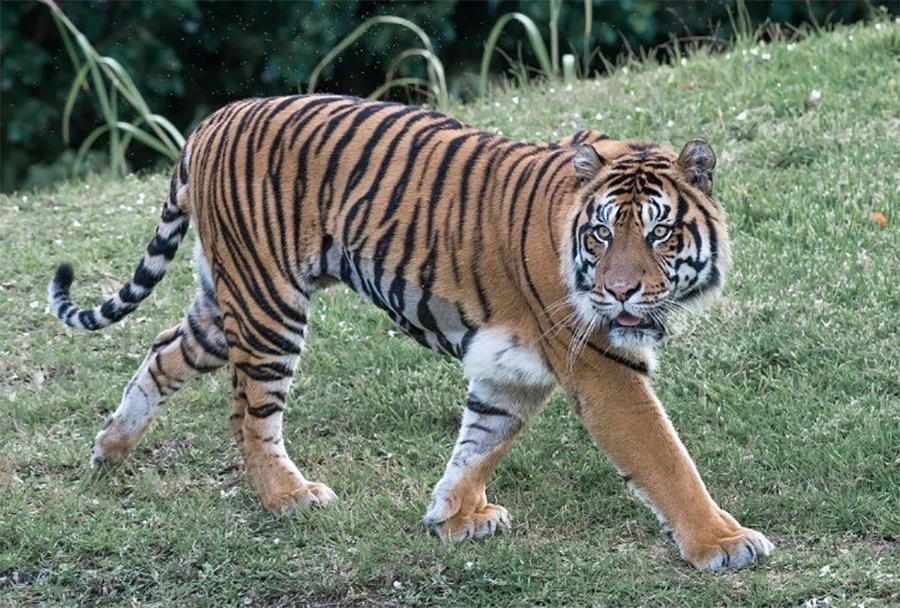 चितवन राष्ट्रिय निकुञ्जमा अब सहजै पाटे बाघ देख्न पाइने