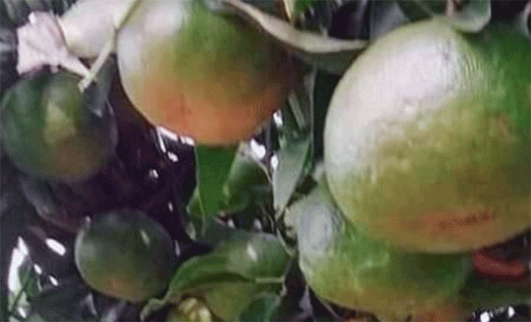 मंसिर लाग्दा पनि गोरखाका सुन्तला हरियै