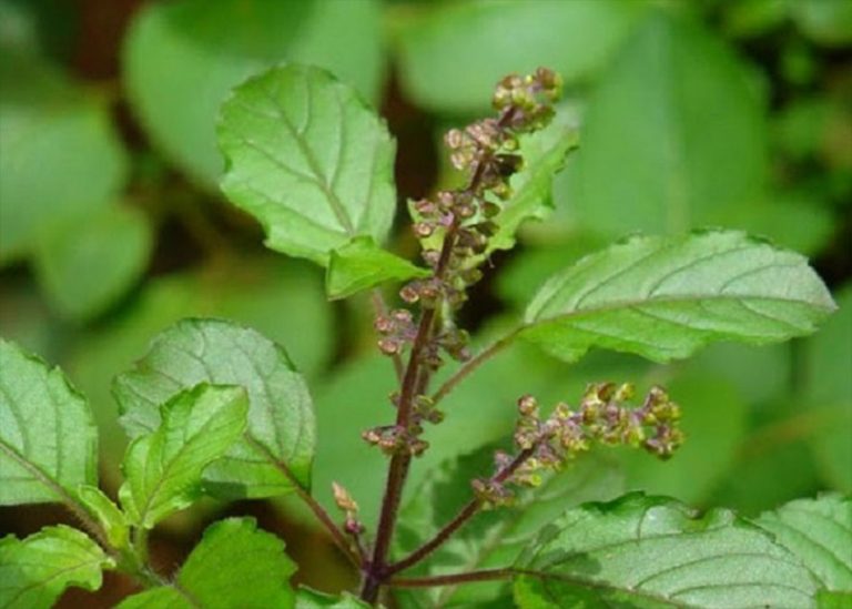 आज हरिशयनी एकादशी, तुलसीका बिरुवा सारिंदै