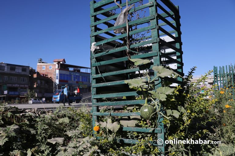 चक्रपथका बिरुवा हुर्किएमा संयोग मात्रै हुनेछ !