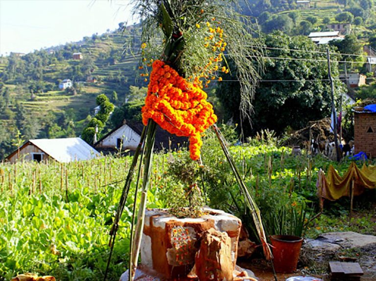 आज हरिबोधिनी एकादशी, विष्णु मन्दिरहरुमा घुइँचो