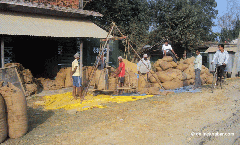 सरकार मूल्य मात्रै तोक्छ, सस्तोमै धान बेच्न बाध्य छन् किसान