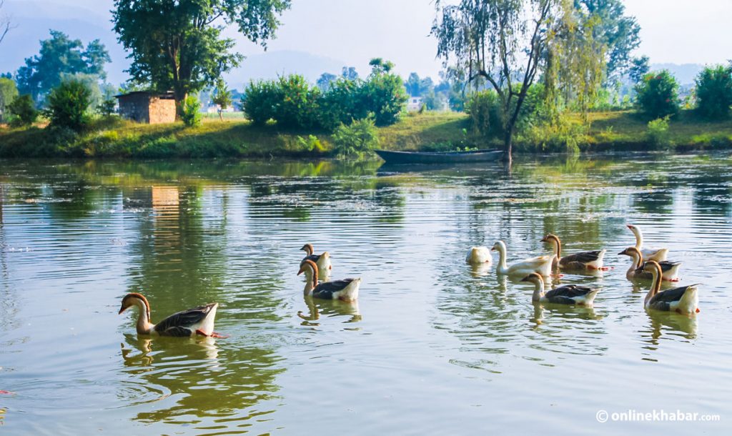 बुलबुले तालको झार हटाइँदै   