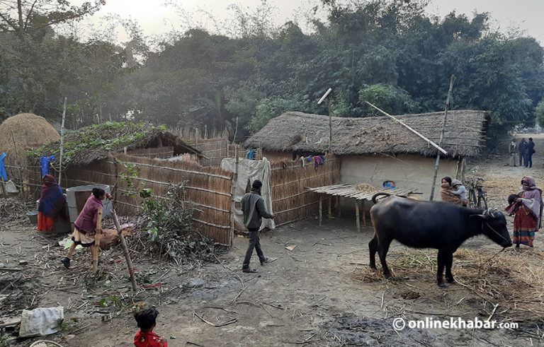काठमाडौंबाट पैसा लिएर फर्किने आसमा छन् सर्लाहीका उखु किसानका परिवार