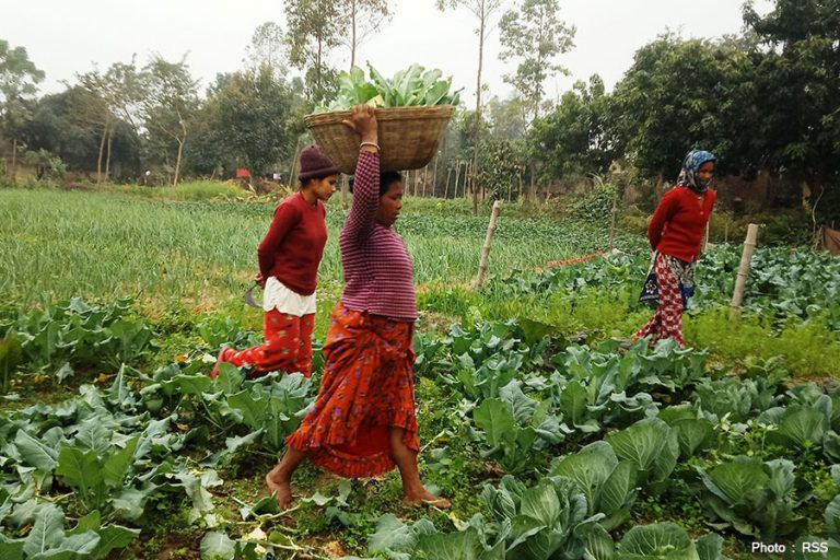 मुग्लानमा रोजगारी गुम्यो, गाउँमा व्यवसाय थालनी