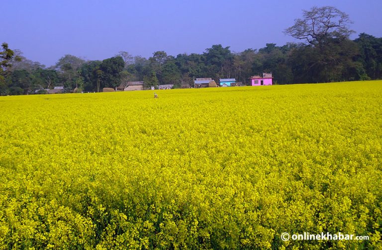 चितवनमा फैलिँदै तोरी क्षेत्र