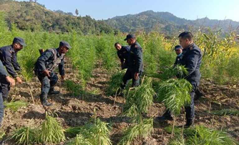 ५ महिनामा ६ हजार रोपनीमा लगाइएको गाँजा फडानी