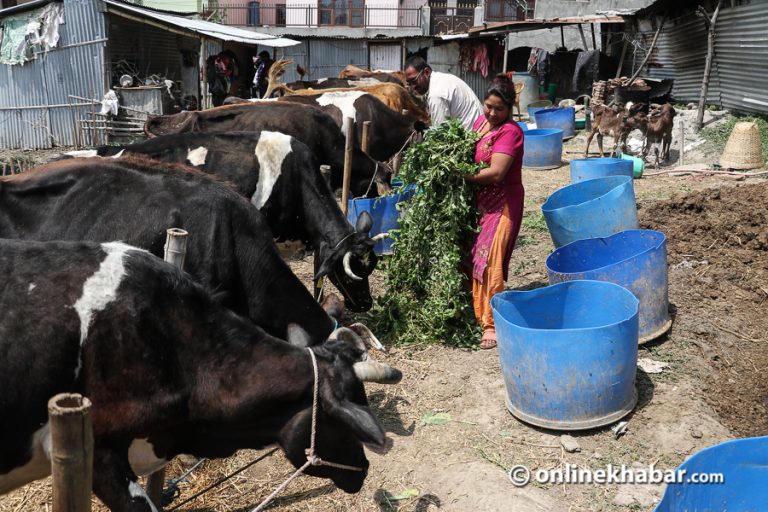 कृषिमा विदेशी लगानी : नेपाली दूधमा ‘भारतीय ढाडे’
