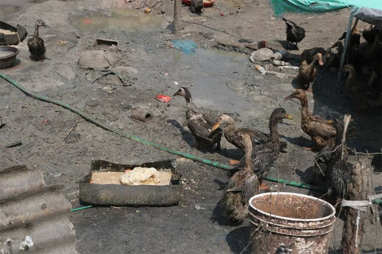 जाजरकोटमा बर्डफ्लु देखियो