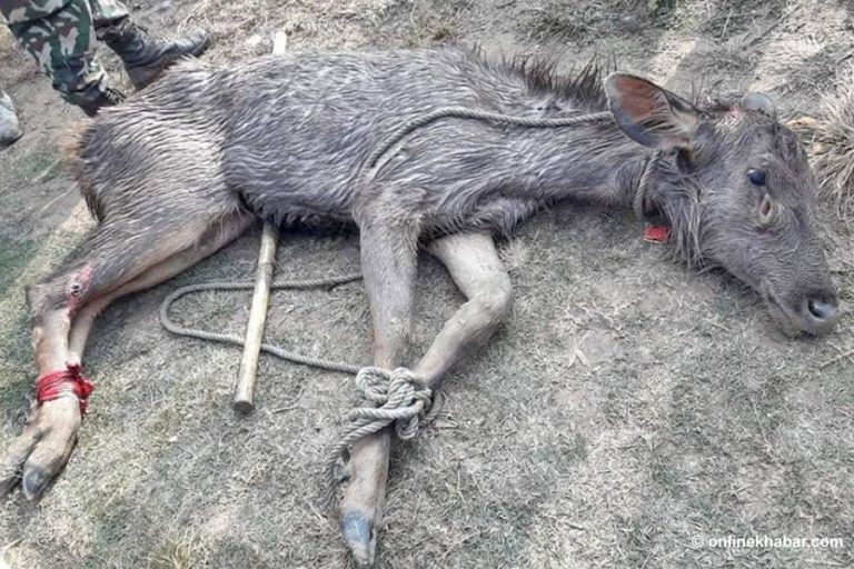 सुर्खेतको बुलबुले तालमा फसेको जरायोको उद्धार