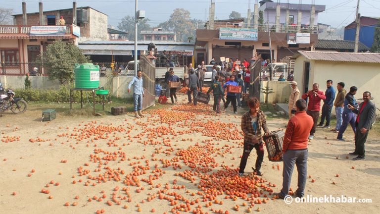 बजार नपाएपछि किसानहरुले नगरपालिका परिसरमै फालिदिए टमाटर