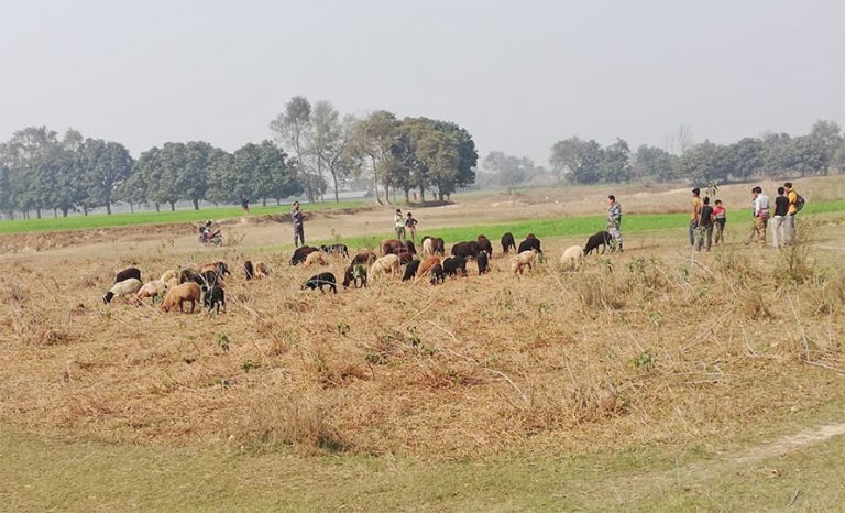 सप्तरीमा ५० भेडा सशस्त्र प्रहरीको नियन्त्रणमा