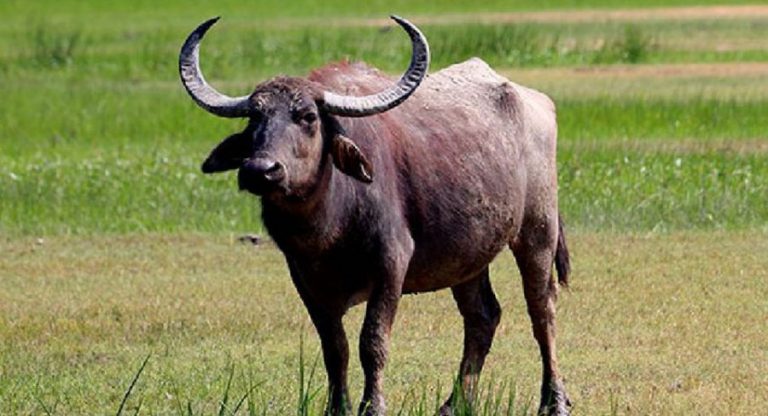 आफैँले पालेको राँगाले हान्दा एकजनाको मृत्यु