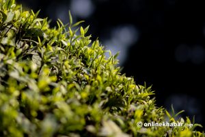 मेची भन्सारबाट २ अर्ब ९५ करोड बराबरको चिया निर्यात